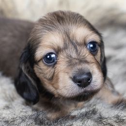 Dove - Sable female Dachshund puppy in Barnesville, Pennsylvania from Dachsy