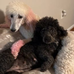 Poodles from Poodle Lovers