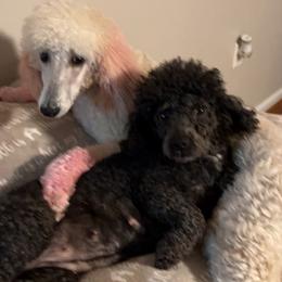 Poodles from Poodle Lovers