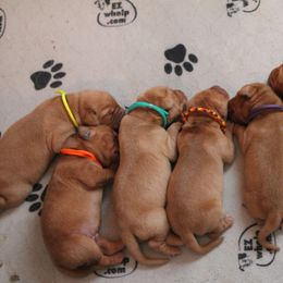 Labrador Retriever Puppies from Triple Creek Kennel