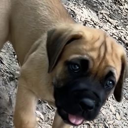 Lilly - Black female Cane Corso puppy in Dunnellon, Florida from High Royal Kennel