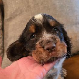 Misty - Liver and white female English Springer Spaniel puppy in Hephzibah, Georgia from Sidel's Springers