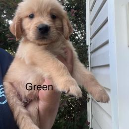 Green collar - Golden male Golden Retriever puppy in Jesup, Georgia from Painted Platinum Retrievers (Painted Platinum Kennel) PPK