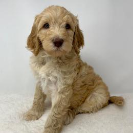 Tate - Apricot male Goldendoodle puppy in Calhoun, Georgia from FamilyLoved Doodles