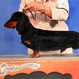 Dachshunds from Kiva Dachshunds