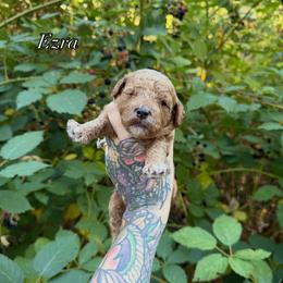 Ezra - Red  male Goldendoodle puppy in Roseburg, Oregon from Dbos Furry Friends