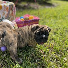 Bulldog Puppies from Semper Fi Bulldogs
