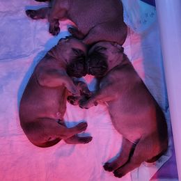 Bullmastiff Puppies from Sunny Beach Bullmastiffs