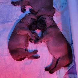 Bullmastiff Puppies from Sunny Beach Bullmastiffs