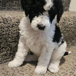 Rosie - Parti female Goldendoodle puppy in Kansas City, Missouri from Poppy's Doodles