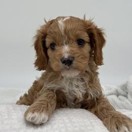 Prada - Red male Cavapoo puppy in Austin, Texas from Doodles of Central Texas