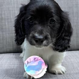 Boy 2 - Piebald male Dachshund puppy in Houston, Texas from L&L 4D Dancer’s Dachshunds
