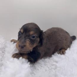 Girl 2 - Chocolate and cream female Dachshund puppy in Bakersfield, California from KC Doxies