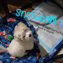 Snowball - White male Yorkipoo puppy in Conyers, Georgia from Furrever Puppy Co.