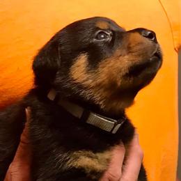 Rottweiler Puppies from Alpha Co. Rottweilers