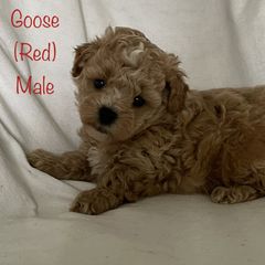 Goldendoodle and Shichon Puppies from Kinzor Kennels