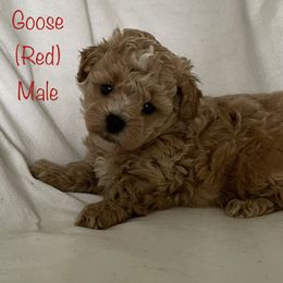Goldendoodle and Shichon Puppies from Kinzor Kennels