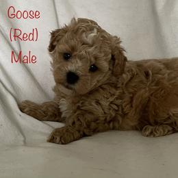 Goldendoodle and Shichon Puppies from Kinzor Kennels