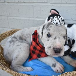Bacon - Merle Great Dane puppy in Fort Worth, Texas from Cowtown Danes