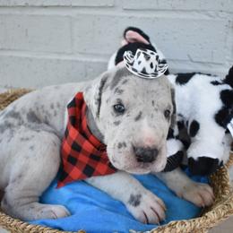 Bacon - Merle Great Dane puppy in Fort Worth, Texas from Cowtown Danes