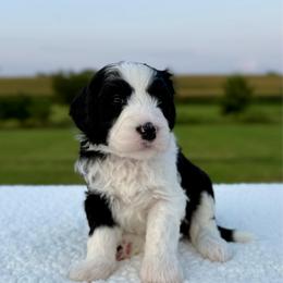 Ewe Betcha - Black and white female Sheepadoodle puppy in Adams, Nebraska from Boxcar Doodles and Poodles