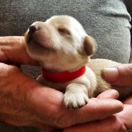 Red collar male - Cream male Dachshund puppy in Trade, Tennessee from TN Miniature Dachshunds & Basset Hounds
