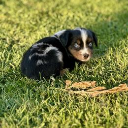 Mr. GoodBar - Blue merle male Miniature Australian Shepherd puppy in Lincoln, California from Country Dreams Mini Aussies