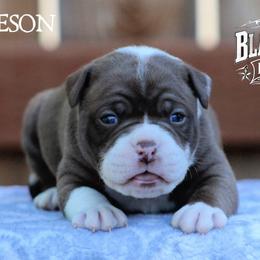 Jameson - White and brown male American Bulldog puppy in Vancouver, Washington from Blackwell's Bulldogs
