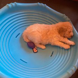 Goldendoodle Puppies from Sunnyside Botanical