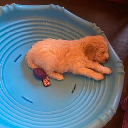 Goldendoodle Puppies from Sunnyside Botanical