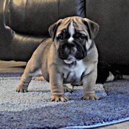 Bulldog Puppies from Adorable Bulldogs