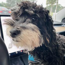 Eli - Bernedoodle