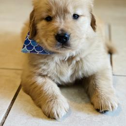Golden Retriever Puppies from All shades Golden