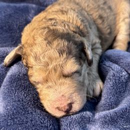 Honey Bun - Merle female Goldendoodle puppy in Mc Kinney, Texas from Flair Doodles