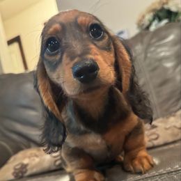 Potatoe - Sable male Dachshund puppy in Alice, Texas from Crimson’s longhair Dachshunds