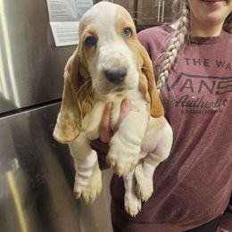 Tyrion - Basset Hound puppy in Spokane Valley, Washington from Valley Basset Hounds