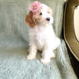 Bernedoodle, Goldendoodle, and Poodle Puppies from Anam Cara Pups