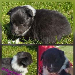 Stella - Black and white female Shetland Sheepdog puppy in Luray, Missouri from Krayola Shelties