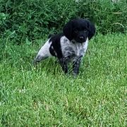 French Brittany Puppies from Dakota Point Kennel