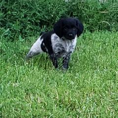 French Brittany Puppies from Dakota Point Kennel