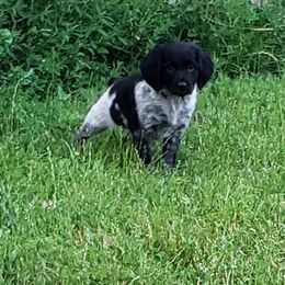 French Brittany Puppies from Dakota Point Kennel