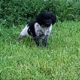 French Brittany Puppies from Dakota Point Kennel