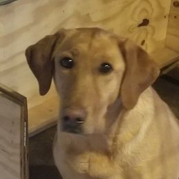 Reese - Labrador Retriever