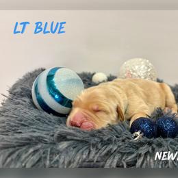 Light Blue Collar - Golden male Golden Retriever puppy in Kenyon, Minnesota from Double W Golden Retrievers