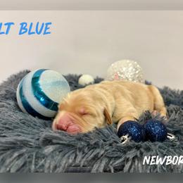 Light Blue Collar - Golden male Golden Retriever puppy in Kenyon, Minnesota from Double W Golden Retrievers