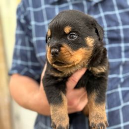 Baby boy 4 - Black and mahogany male Rottweiler puppy in Gloster, Mississippi from Mississippi Rottweilers