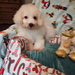 Wuffie -Brownie - White and buff male Bichon Frise puppy in Chatham, Illinois from Bichon Frise Partnership