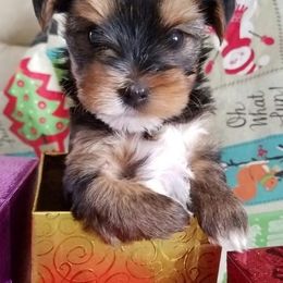 Yorkshire Terrier Puppies from Angela Coleman