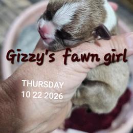 Gizzy's dark girl - Seal brindle and white female Boston Terrier puppy in Versailles, Indiana from Benhams Bostons