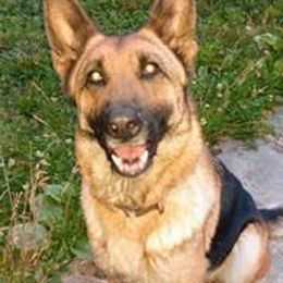 German Shepherds from Beast Haven Shepherds